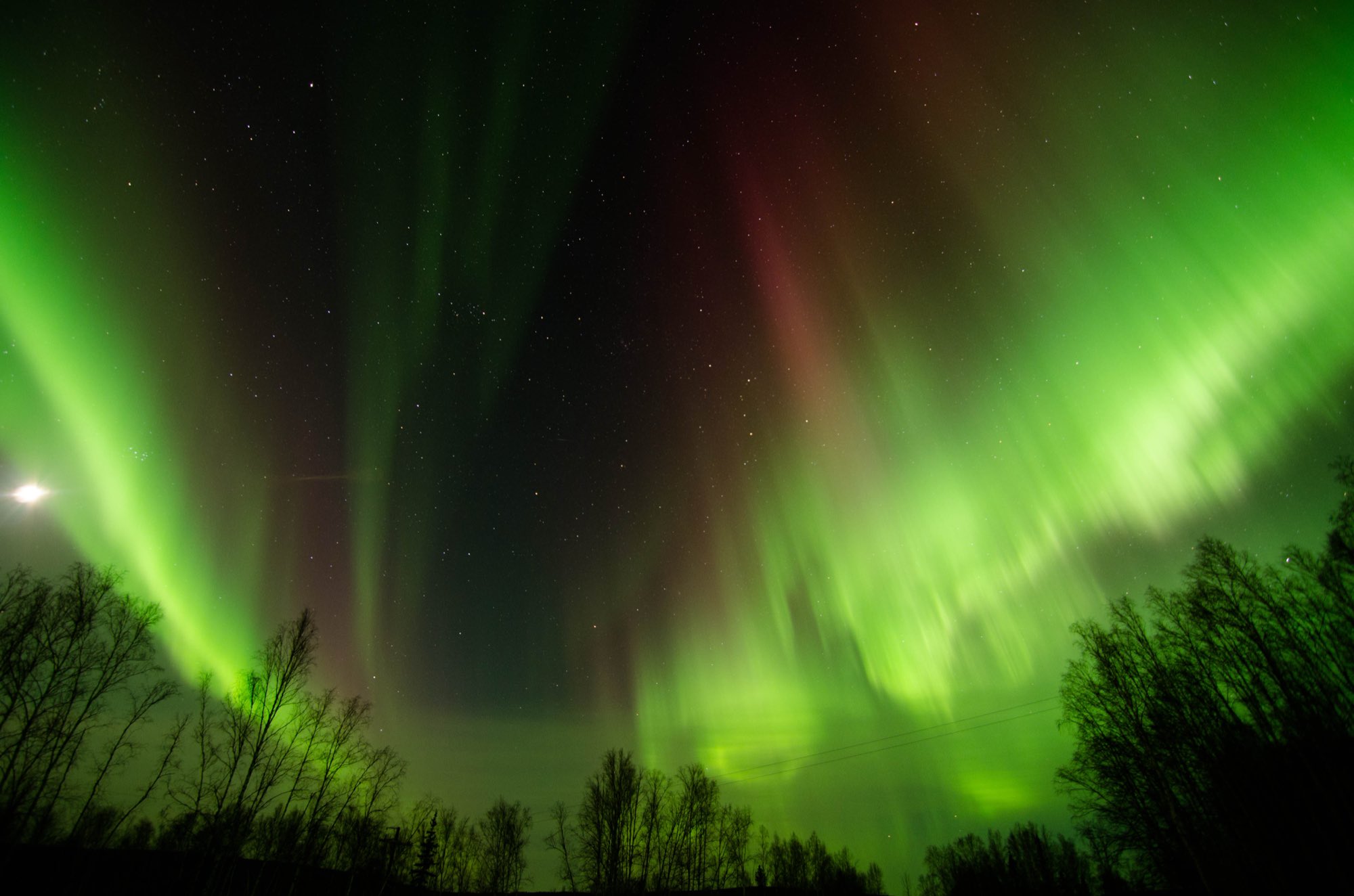 Bright green and red aurora curtains filling the sky above silhouetted birch trees