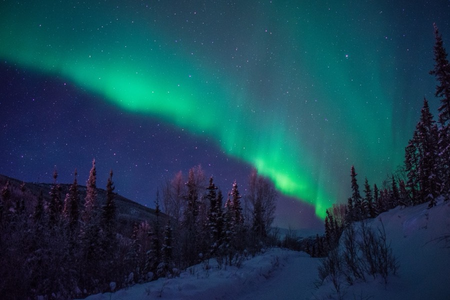 A green aurora curtain arching over a snowy trail and spruce forest near Chena Hot Springs, Alaska