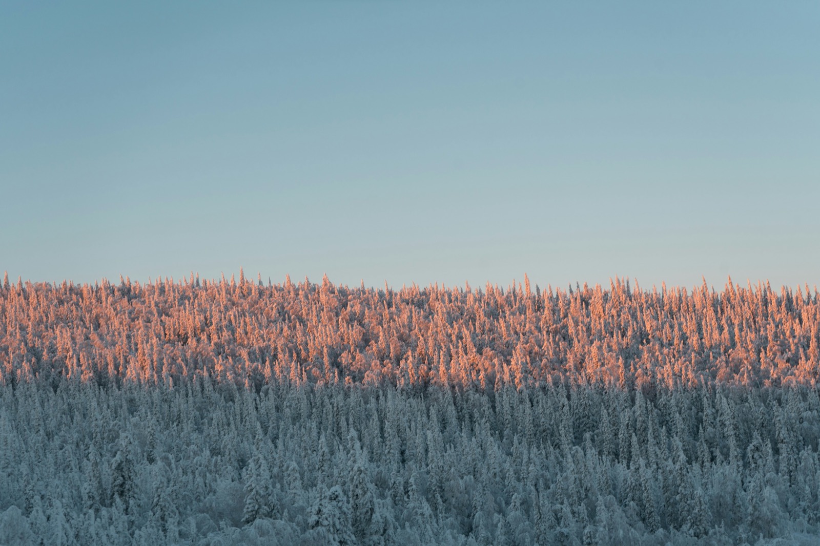 Low sun tinting the tops of a frost-covered spruce forest pink near Coldfoot
