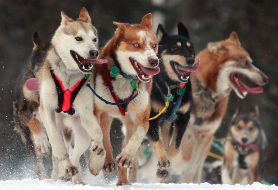 A team of huskies in harness running hard through snow at the Iditarod ceremonial start