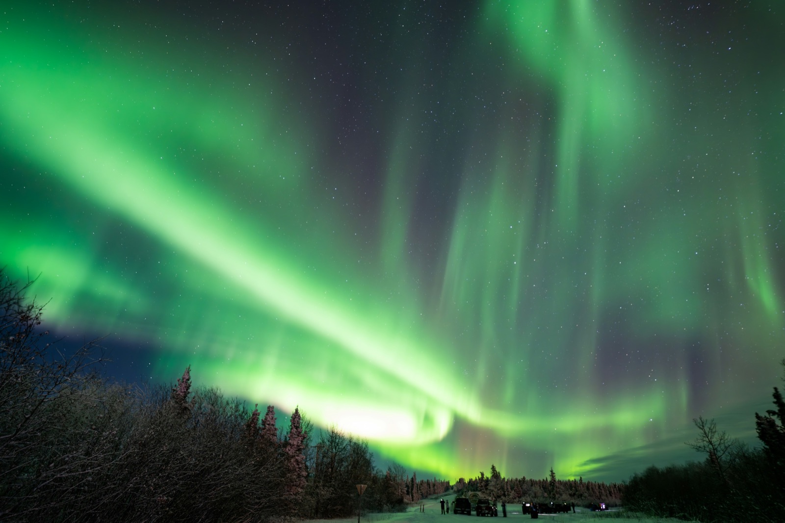 Bright green and purple aurora curtains sweeping over a line of spruce trees near Fairbanks