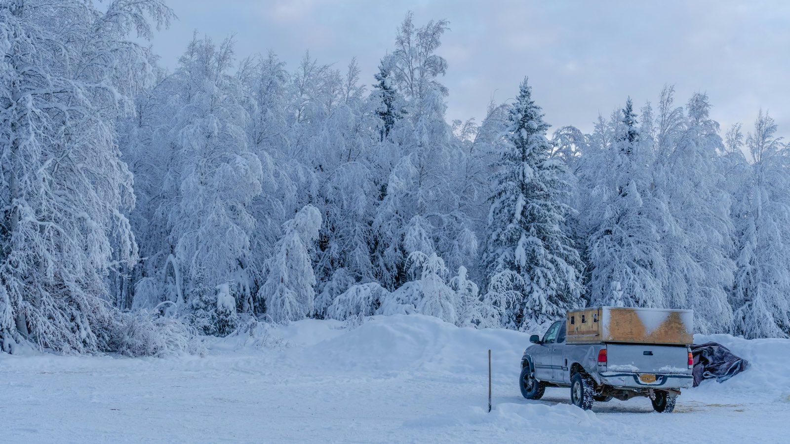 Spruce and birch trees thick with frost and snow, a pickup truck parked in the snow below