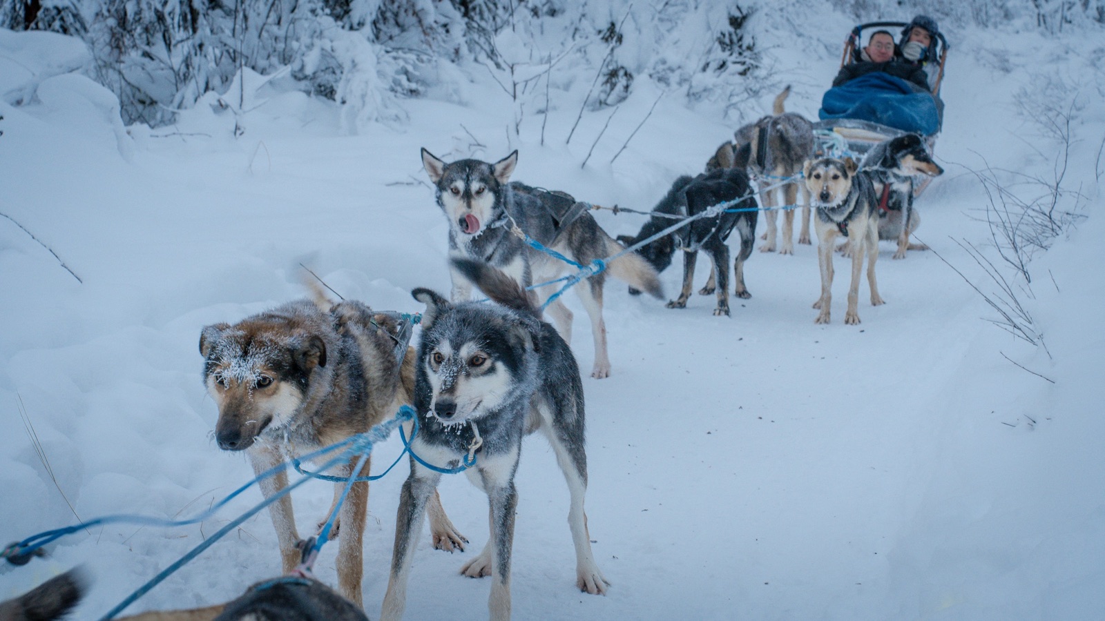 A husky team in harness pulling a passenger in a sled along a snowy trail near Fairbanks