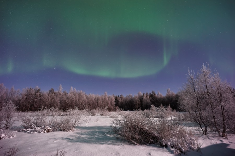 A wide green aurora swirl above frosted birch trees and snow in Finnish Lapland