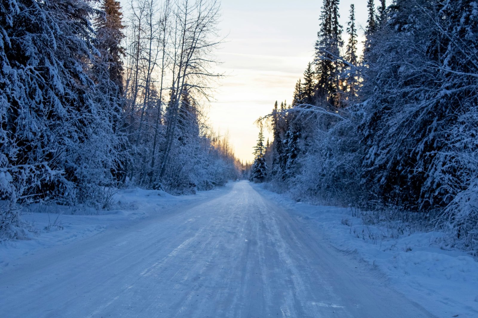 A snow-packed road running straight between frosted spruce and birch trees under a pale winter sky