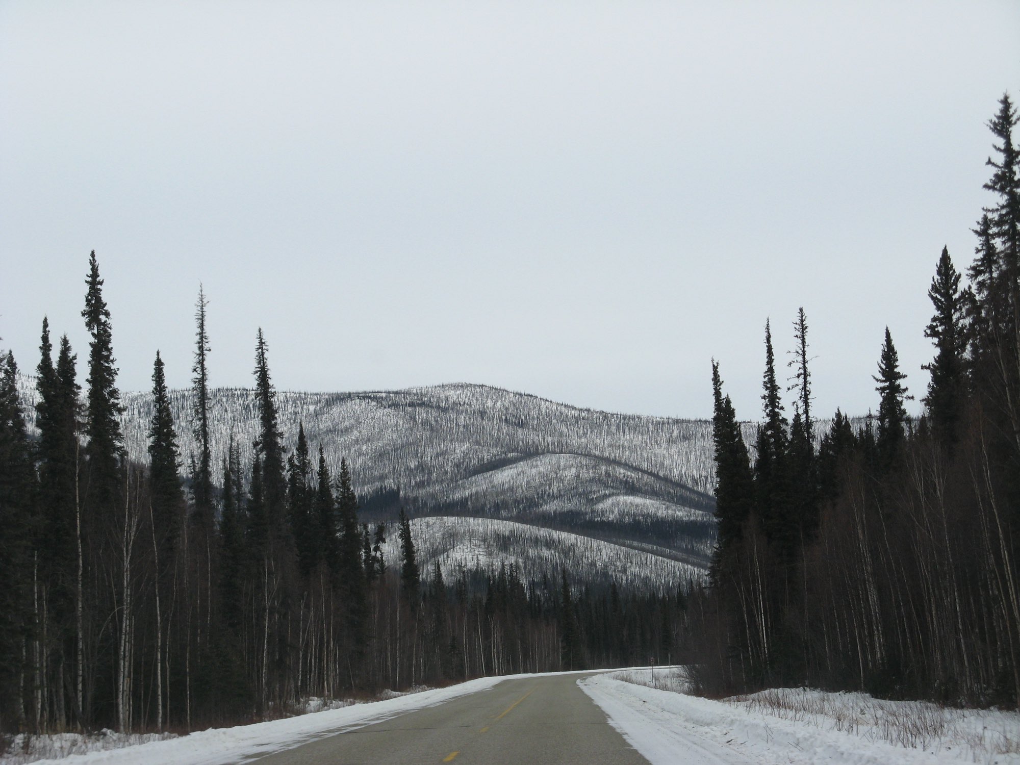 A plowed road running between snowy spruce forest toward frosted hills in interior Alaska